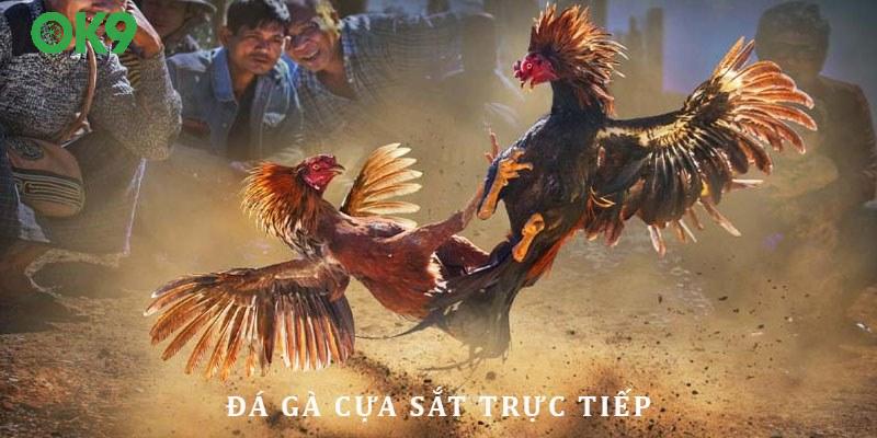 Đá gà cựa sắt trực tiếp - trò chơi cực kỳ lôi cuốn