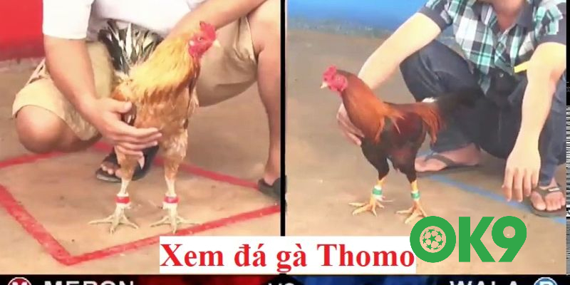 Cá cược đá đá gà thomo mới nhất